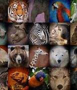Image result for How Many Animals Can You See
