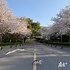 武汉东湖樱花 的图像结果