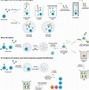 Image result for Memory B-cell Culture