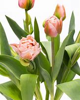 Image result for Pastel Pink Tulips 1115 JPEG
