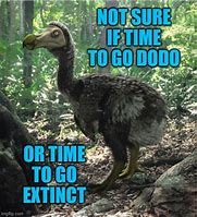 Image result for Call of Dodo Meme