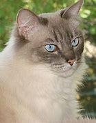 Image result for Ragdoll Pirate Cat