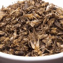 Image result for Edible Crickets