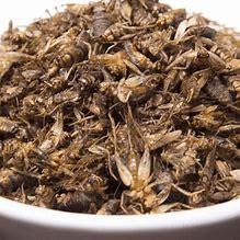 Image result for Dried Crickets