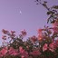 Image result for Desktop Wallpaper HD Aesthetic Pink Flowers