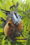 Image result for PNW Bat Species
