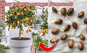 Image result for Orange Fruit with Big Seed Inside