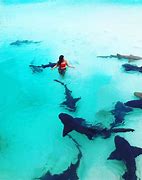 Image result for Swimming with Sharks Bahamas