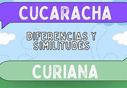 Image result for curiana