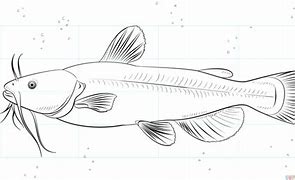 Image result for Easy Catfish Drawing