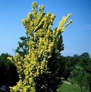 Image result for Ulmus carpinifolia Wredei