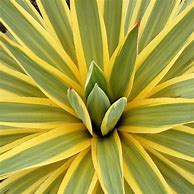 Résultat d’images pour Yucca gloriosa Bright Star