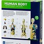 Image result for Human Body Anatomy Model