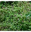 Persicaria runcinata Needhams Form に対する画像結果