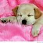 Image result for Super Cute Puppies