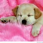 Image result for Cute Baby Dogs