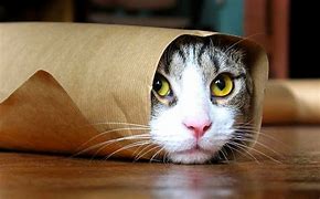 Image result for Copyright Free Funny Cat Face