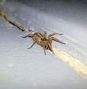 Image result for Biggest Spider Florida