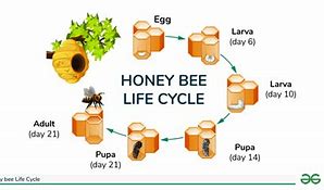 Image result for Honey Bee Life Cycle
