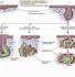 Glands 的图像结果