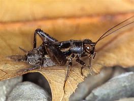 Image result for Cricket Insect