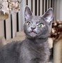 Image result for Creepy Smiling Cat