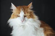 Image result for Orange and White Long Hair Cat