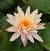 Image result for Water Lilies Wallpaper