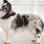 Image result for Miniature Collie