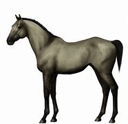 Image result for Race Horse Breeds