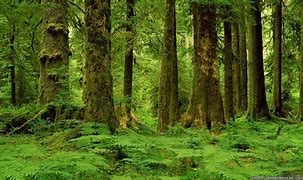 Image result for Forest Background Pictures