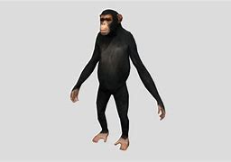 Image result for Stoned Chimp Meme