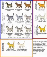Image result for Stray Cats Rarity Chart