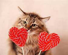 Image result for Lu's Cat for Tatll