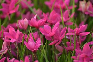 Image result for Rhodohypoxis Paula