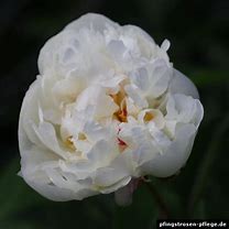 Image result for Paeonia lactiflora Gardenia