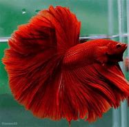 Image result for Colorful Fishes