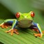 Image result for White Tree Frog Cute