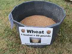 Image result for A Bushel of Wheat