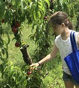 Image result for Picking Up a Fruit