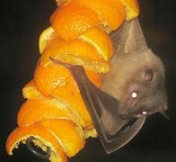 Image result for Scary Fruit Bat