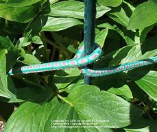 Image result for Bungee Cords for Trees