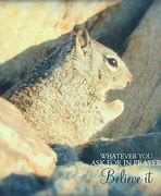 Image result for Squirrel Prayer