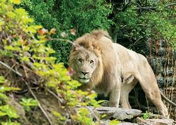 Image result for Philadelphia Zoo African Lion