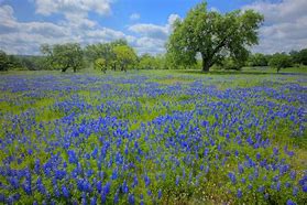 Image result for Hill Country Wildflowers