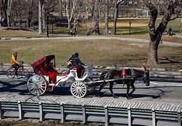 Image result for Horse and Cart Melbourne