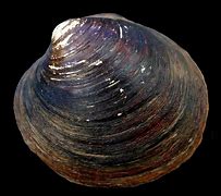 Image result for Ocean Quahog Foot