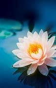 Image result for Ios2 Lotus