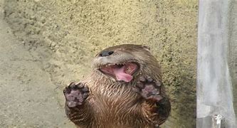 Image result for Otter with Glasses