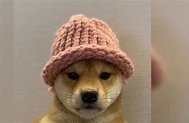 Image result for Dog Meme Hats